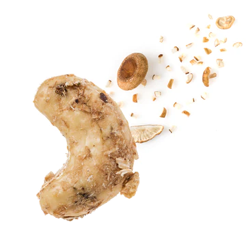 Twentse Shiitake